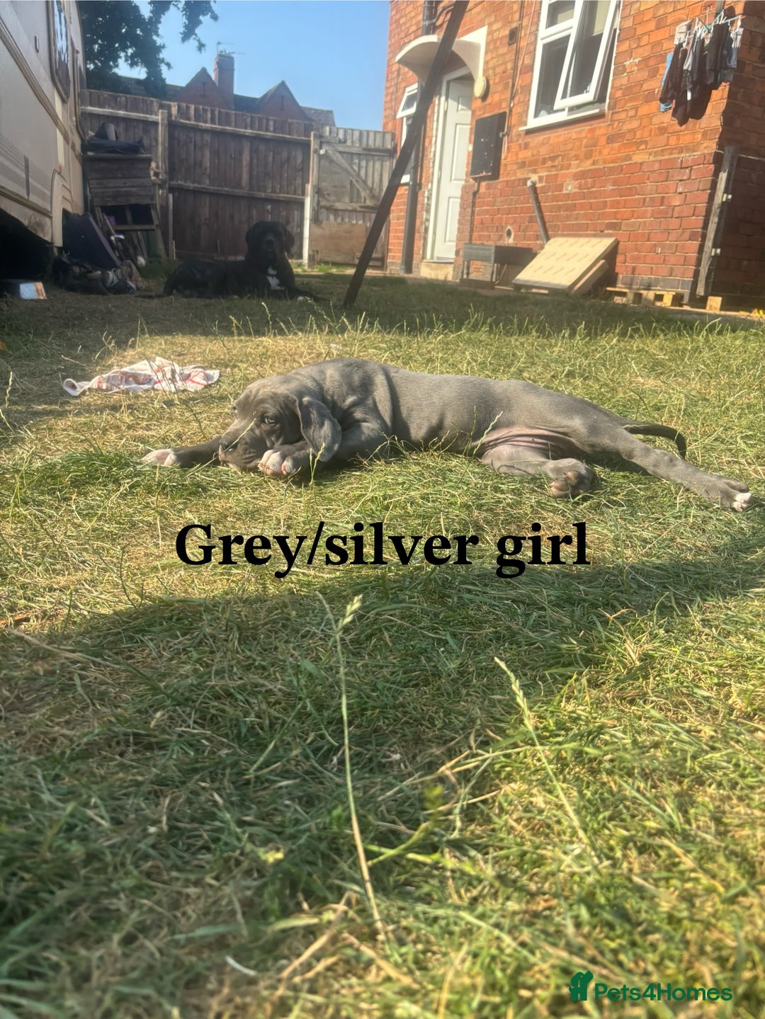Cane Corso dogs for sale: 7 cane corso pups sliver and black  - Image 4