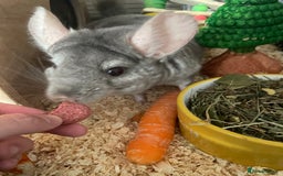Chinchilla rodents for sale: Lovely male chinchilla for sale  - Image 3