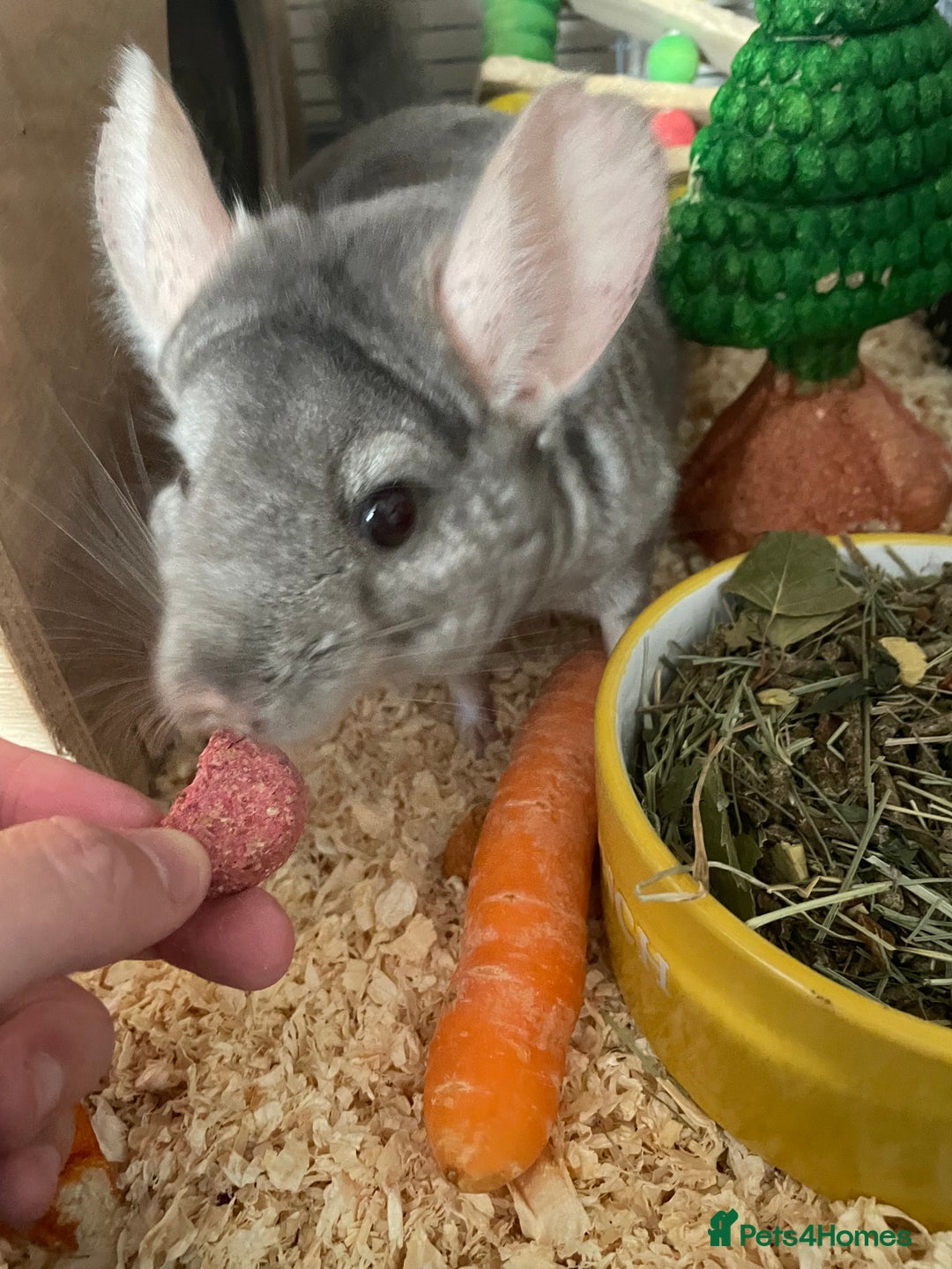 Chinchilla rodents for sale: Lovely male chinchilla for sale  - Image 3