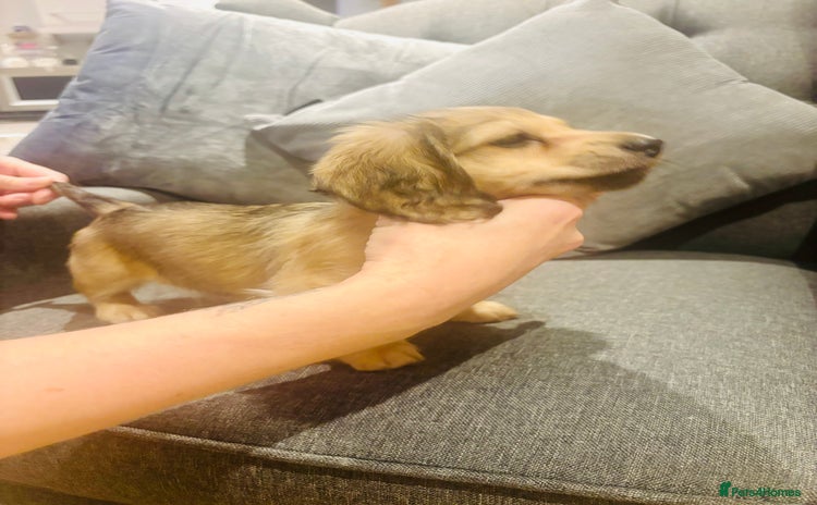 Miniature Dachshund dogs Our pick of the litter! Cream Female Mini Dach  - Advert 4