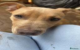 Mixed Breed dogs for sale: Tan and white male staff  - Advert 4