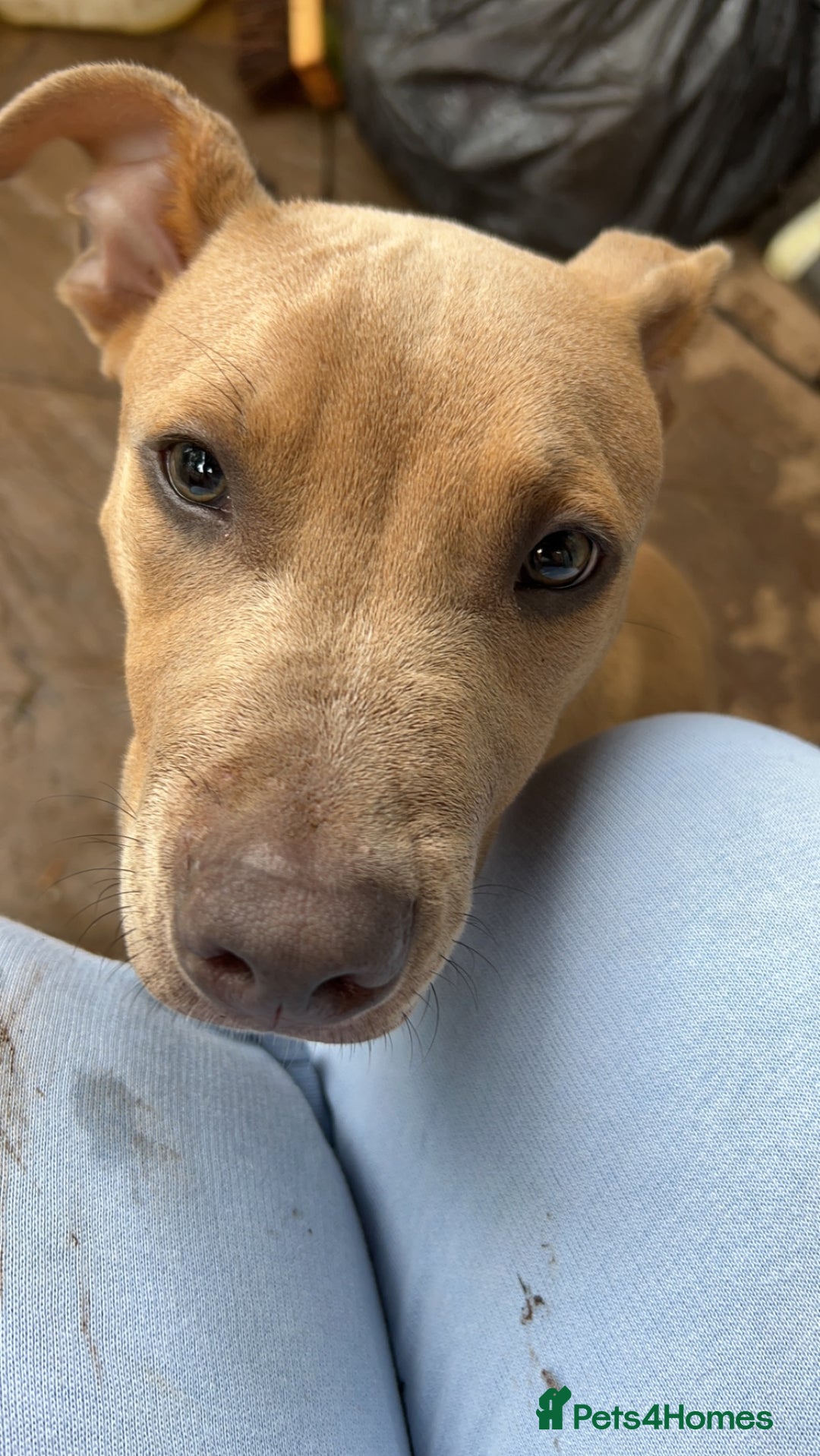 Mixed Breed dogs for sale: Tan and white male staff  - Advert 4