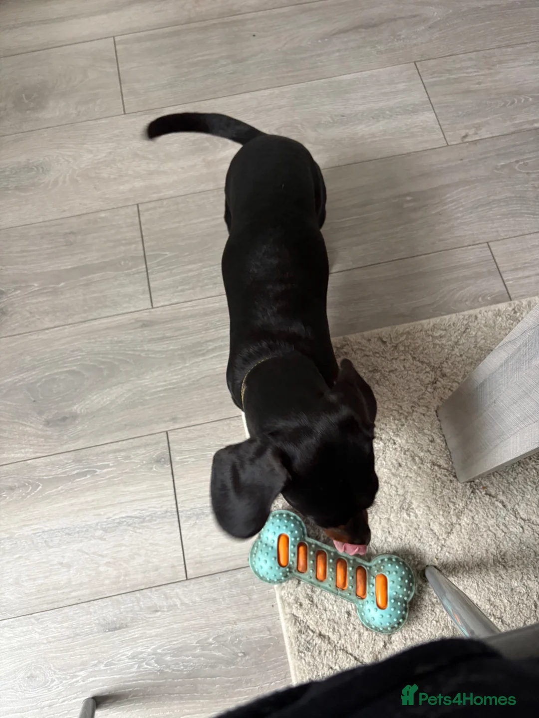 Dachshund dogs for sale: Twix, 1yr old mini dachshund  in Bridgwater - Advert 4