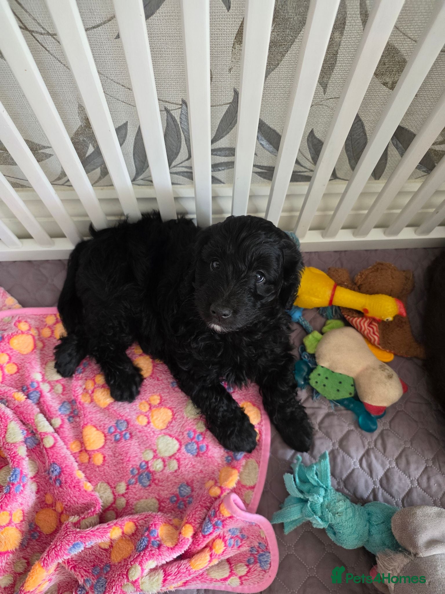 Cockapoo dogs Hawarden puppies 🐶  - Advert 2