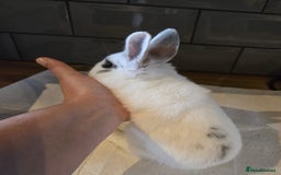 Netherland Dwarf rabbits for sale: Netherland dwarf rabbit 8 week old girl and boy  - Image 3