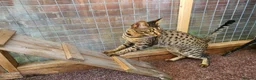 Savannah cats for sale: F4 Savannah Girl TICA - Advert 1