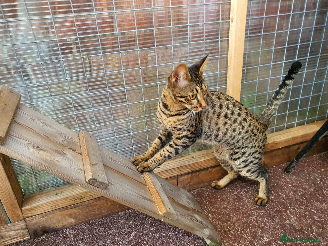 Savannah cats for sale: F4 Savannah Girl TICA - Advert 1