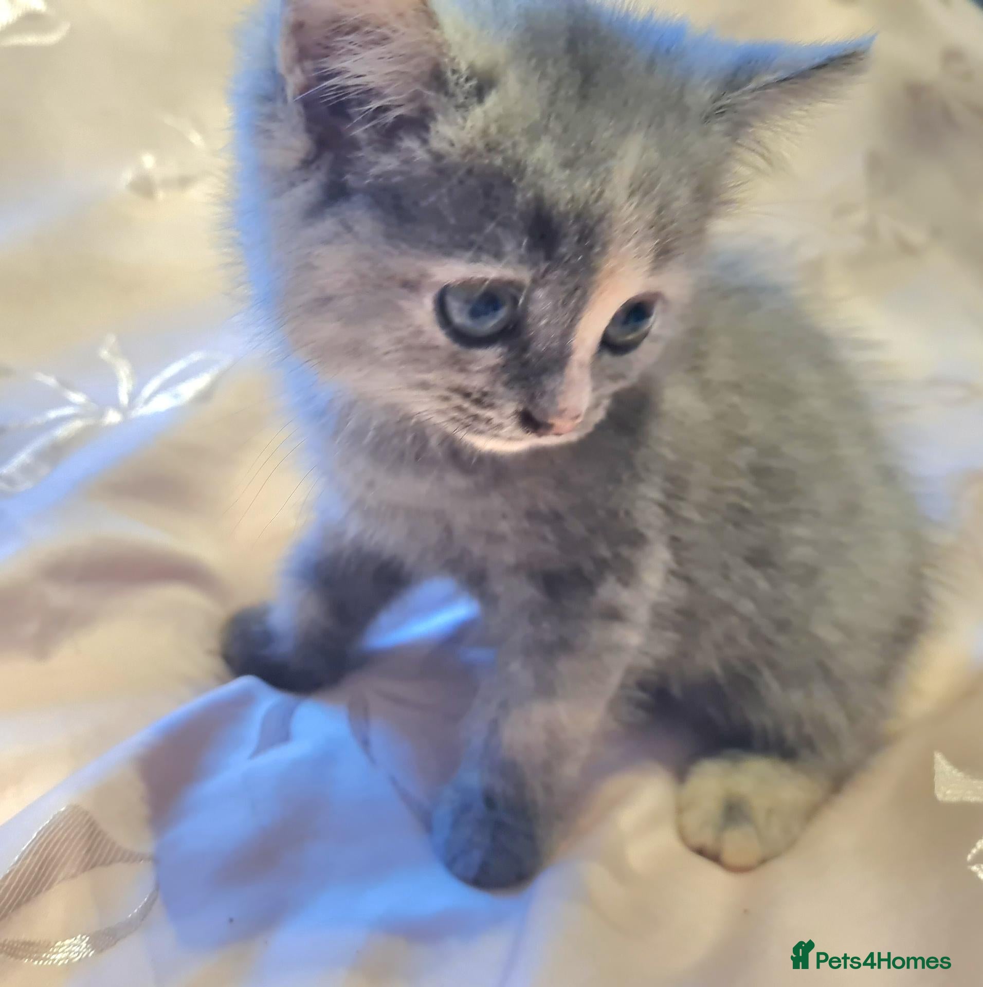 Persian cats Chinchilla persian X ready now - Advert 2