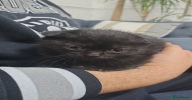 Mixed Breed cats Mixed short hair £30 - Advert 4