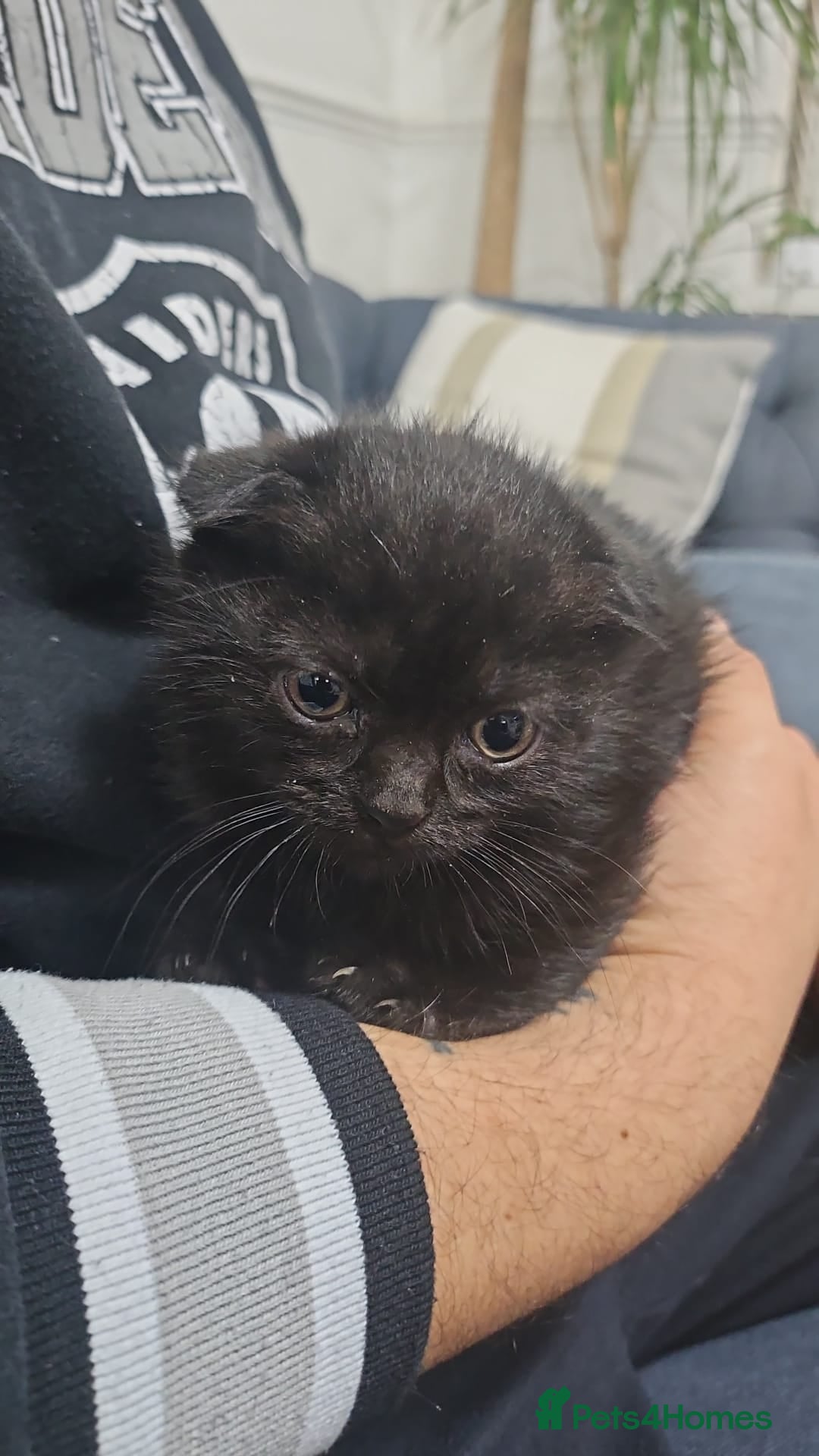 Mixed Breed cats for sale: Mixed short hair £30 - Advert 2