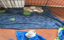 Ragdoll cats for sale: Ragdoll kittens - please read advert  - Image 2