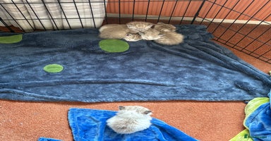 Ragdoll cats - Advert 1