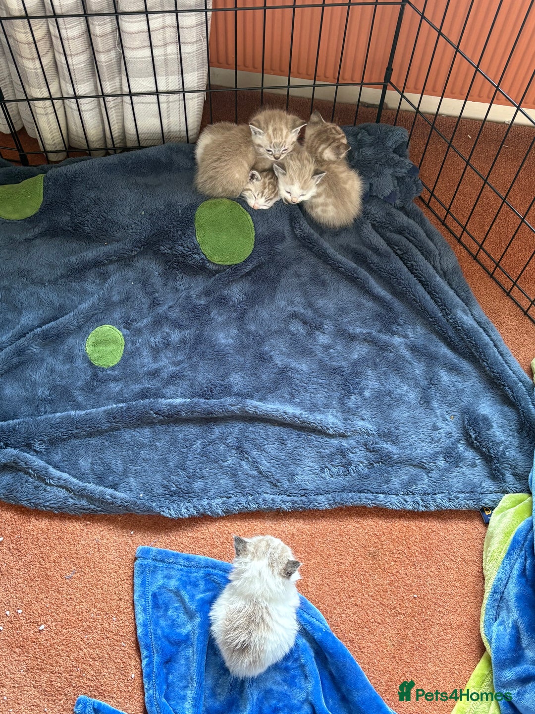 Ragdoll cats for sale: Ragdoll kittens - please read advert  - Image 2