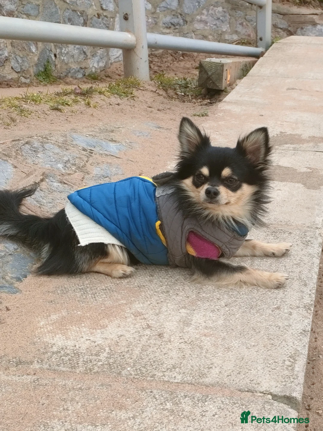 Chihuahua dogs for stud: Stud long haired Chihuahua  - Advert 13