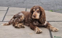 Cocker Spaniel dogs for sale: Beautiful cocker spaniel  - Advert 2