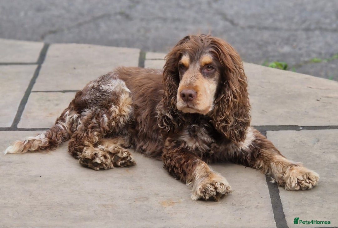 Cocker Spaniel dogs for sale: Beautiful cocker spaniel  - Advert 2
