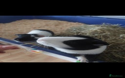 Guinea Pig rodents for sale: 2 x Male Guinea Pigs 💙  - Image 4