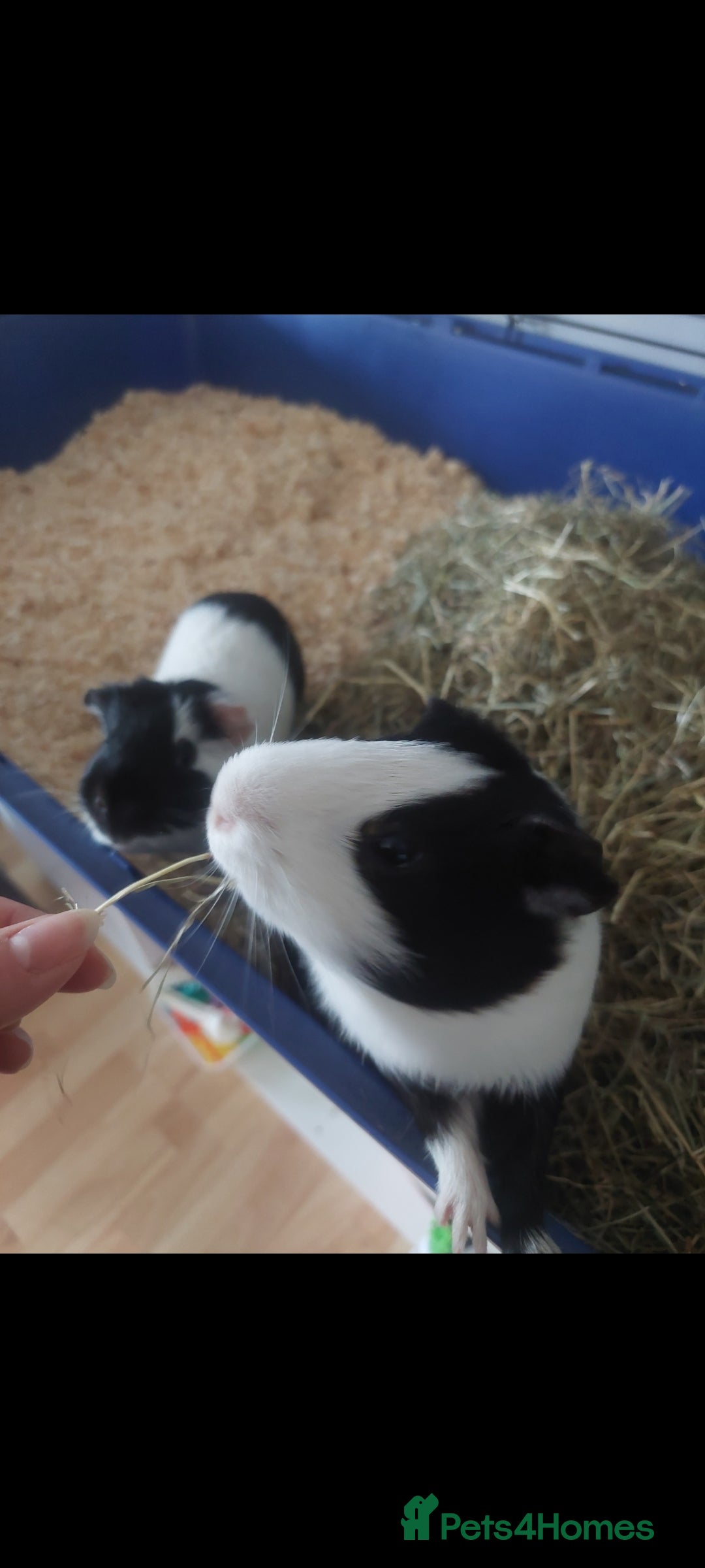 Guinea Pig rodents for sale: 2 x Male Guinea Pigs 💙  - Image 4