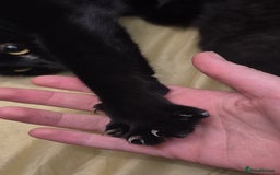 Domestic Shorthair cats for sale: Beautiful female cat £20 - Image 3