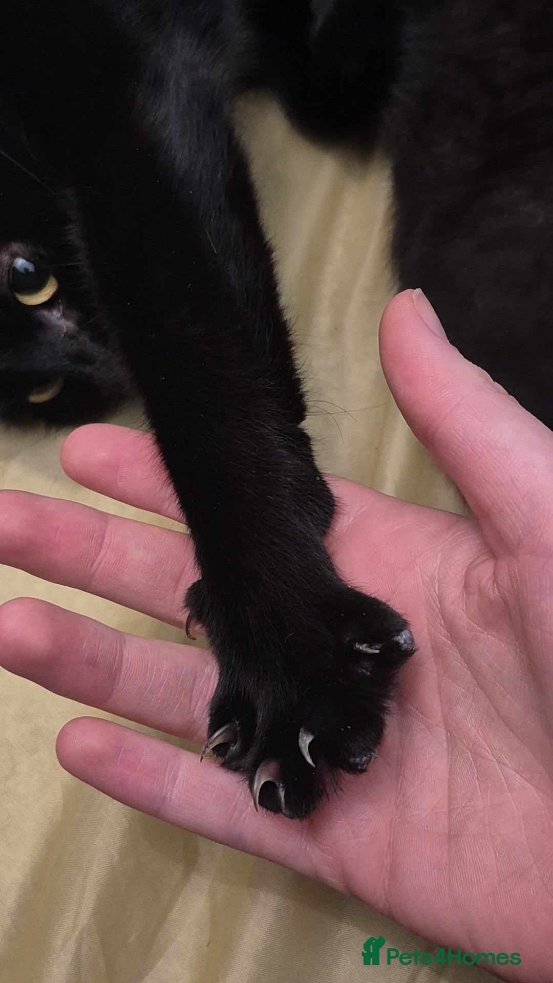 Domestic Shorthair cats for sale: Beautiful female cat £20 - Image 3