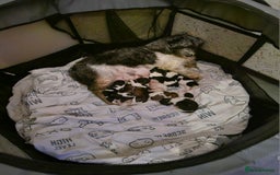 Shih Tzu dogs for sale: Shih tzu puppy for sale  - Image 12