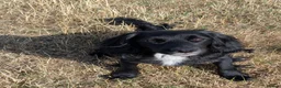 Mixed Breed dogs for sale: Female collie cocker  - Advert 3