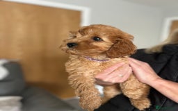 Cavapoo dogs for sale: Cavapoos  - Image 8