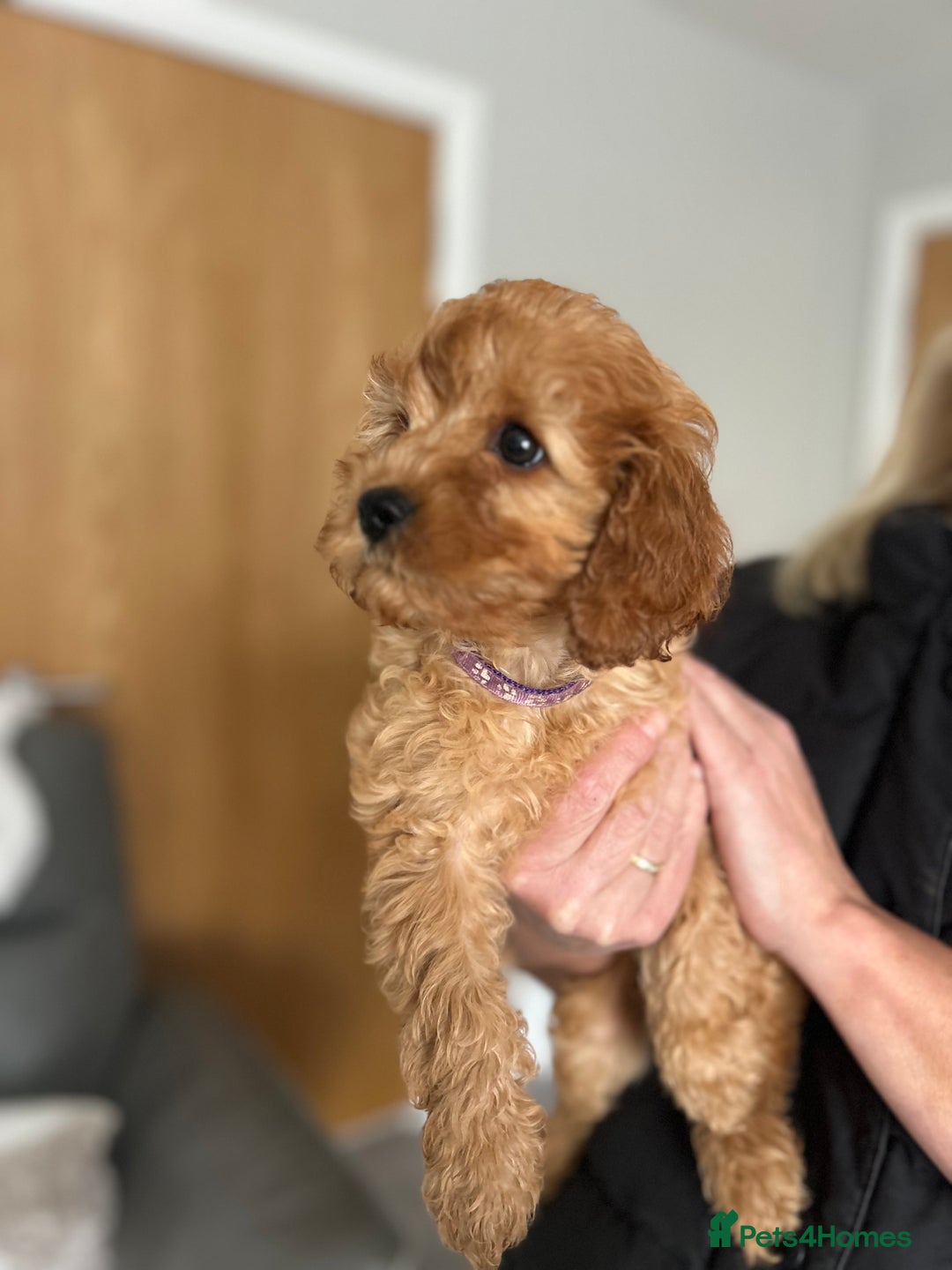 Cavapoo dogs for sale: Cavapoos  - Image 8