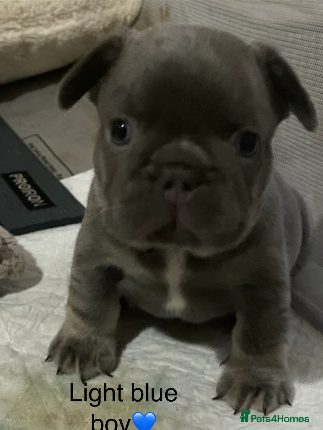 French Bulldog dogs for sale: 5 French bulldogs puppy’s  - Advert 3