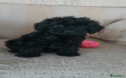 Cockapoo dogs for sale: Stunning black cockapoos  - Image 7