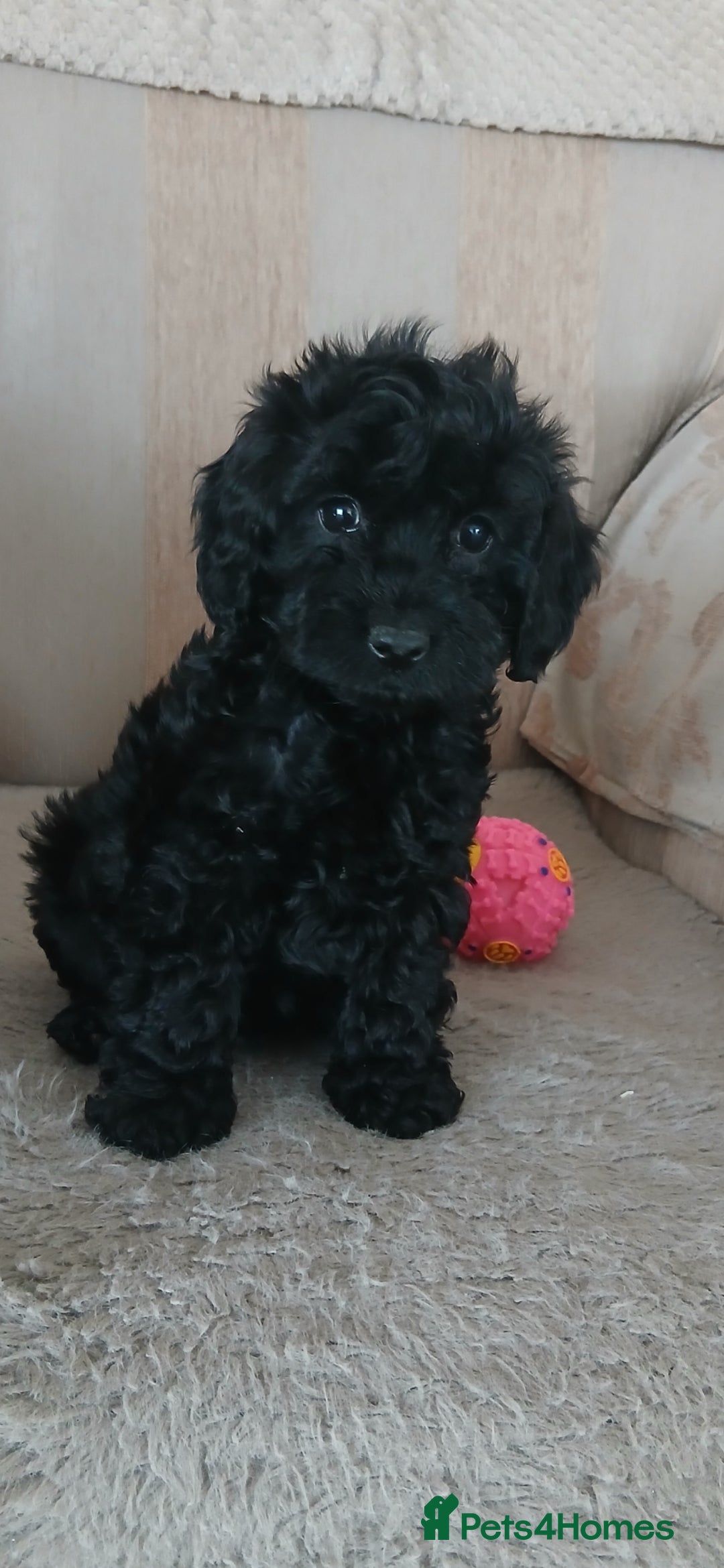 Cockapoo dogs for sale: Stunning black cockapoos  - Image 7