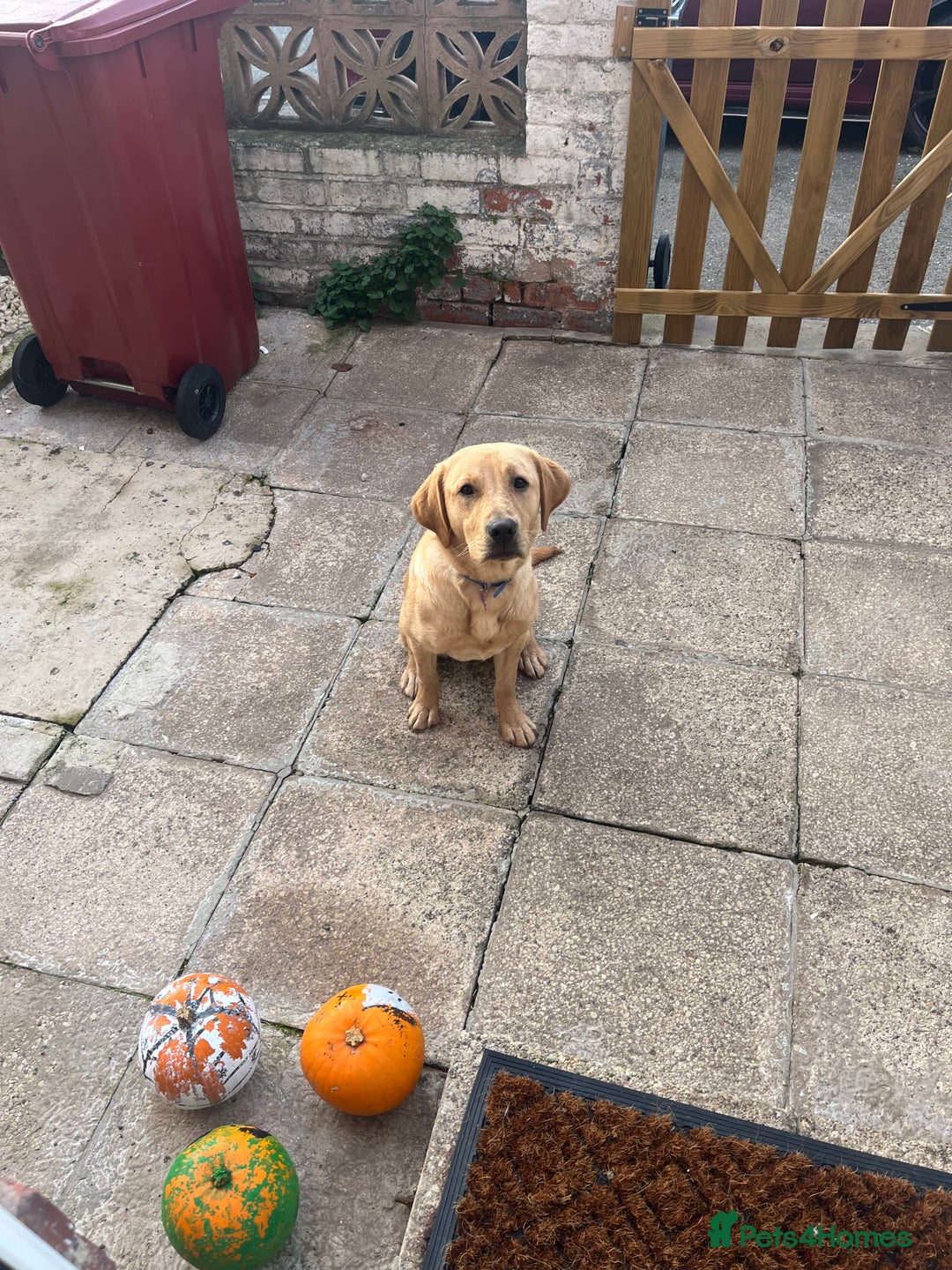 Labrador Retriever dogs for sale: Loving Labrador Daisy Seeking Forever Home - Advert 5