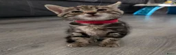 Mixed Breed cats for sale: Mixed Bread Kittens  - Advert 20