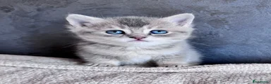 British Shorthair Kitten 2