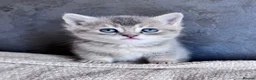 British Shorthair cats for sale: Beautiful British Shorthair Kittens Blue Eyes - Advert 5