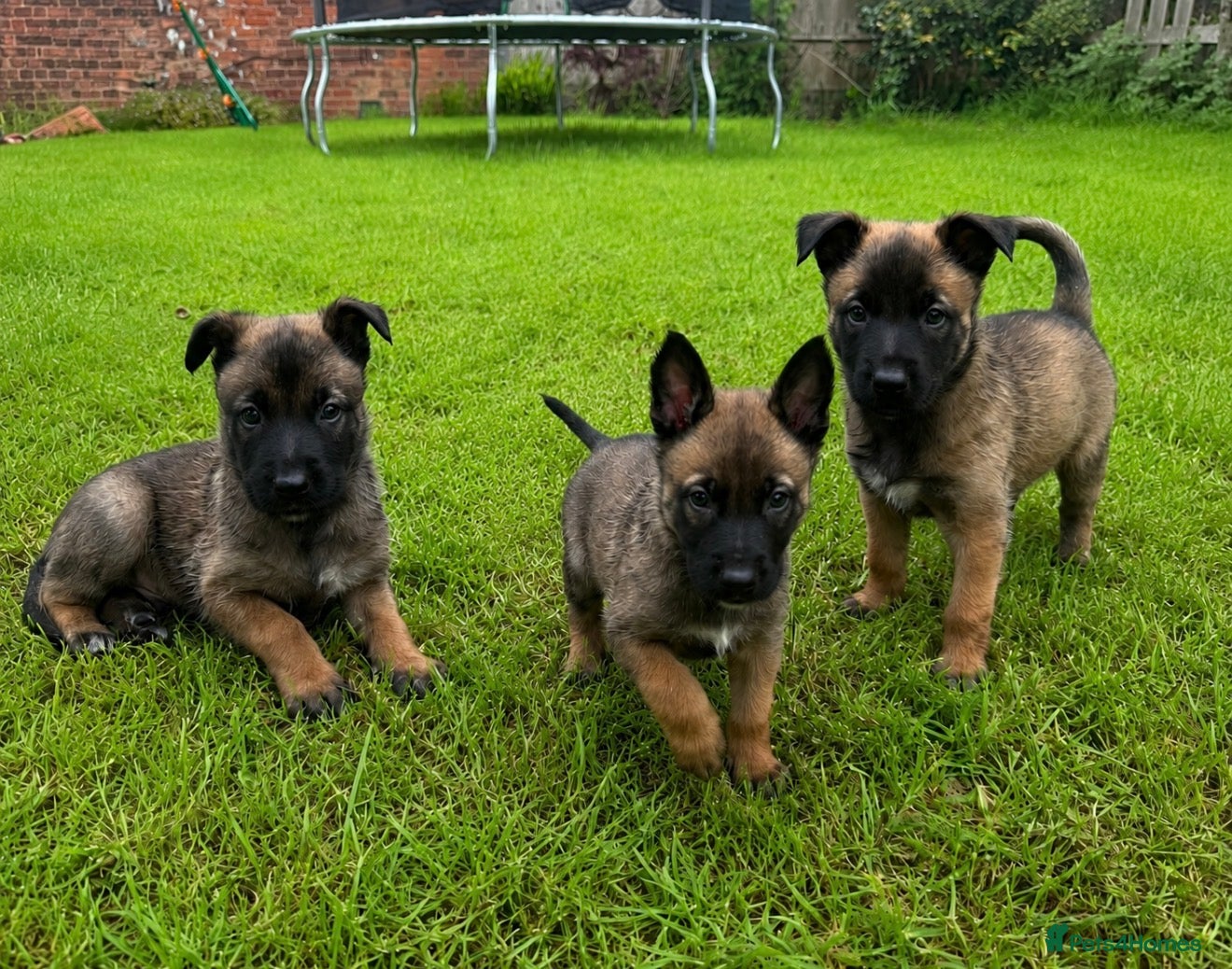 Belgian Shepherd Dog dogs 3 Belgian Malinois puppies left   - Advert 1