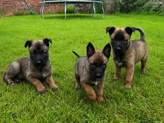 Belgian Shepherd Dog dogs 3 Belgian Malinois puppies left - Advert 1