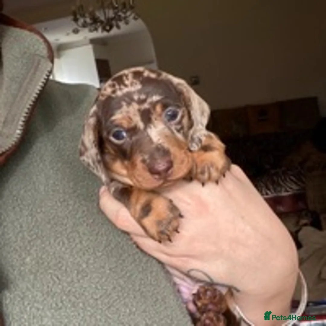 Dachshund dogs for stud: Miniature Dachshund Stud Kc registered & Pra clear in Stowmarket - Advert 11