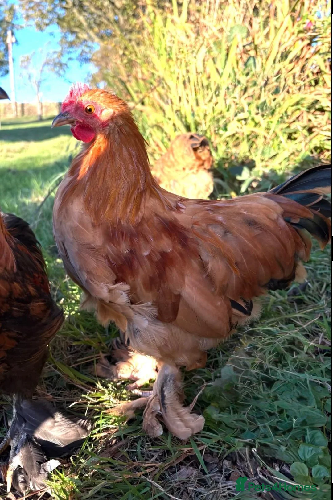 Chickens poultry for sale: Pekin Bantam Cockerels (13 weeks old) - Advert 2