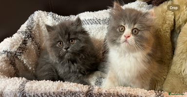 Persian cats - Advert 3