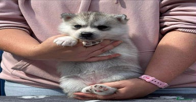 Siberian Husky dogs - Advert 13