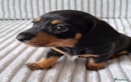 Miniature Dachshund dogs for sale: Miniature Dachshund Pups  in Banbury - Image 5