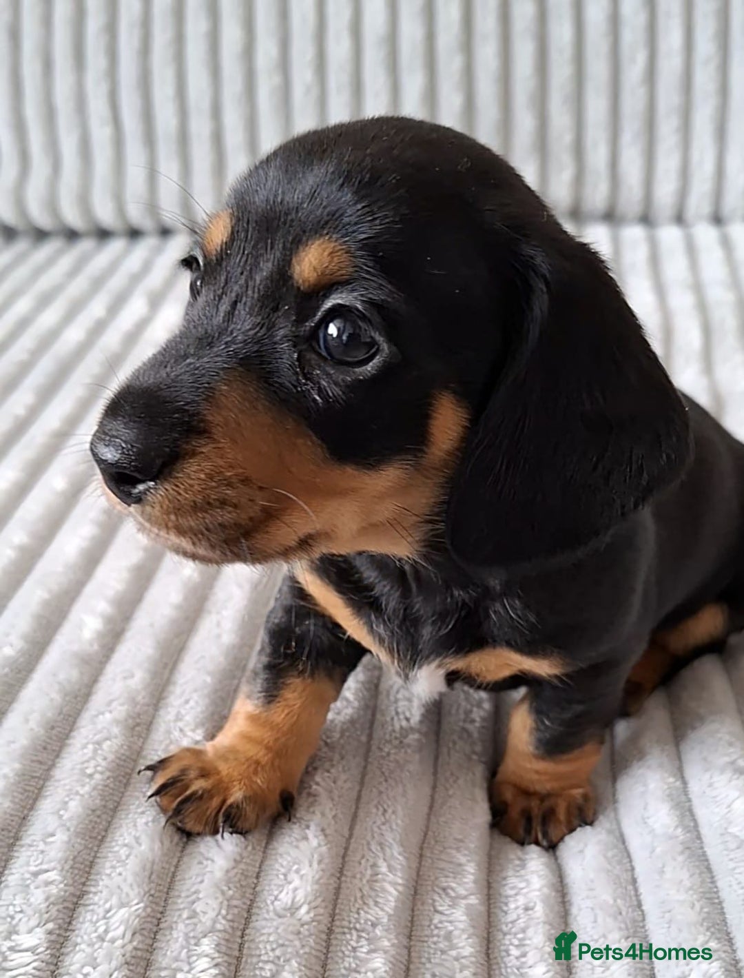 Miniature Dachshund dogs for sale: Miniature Dachshund Pups  in Banbury - Image 5