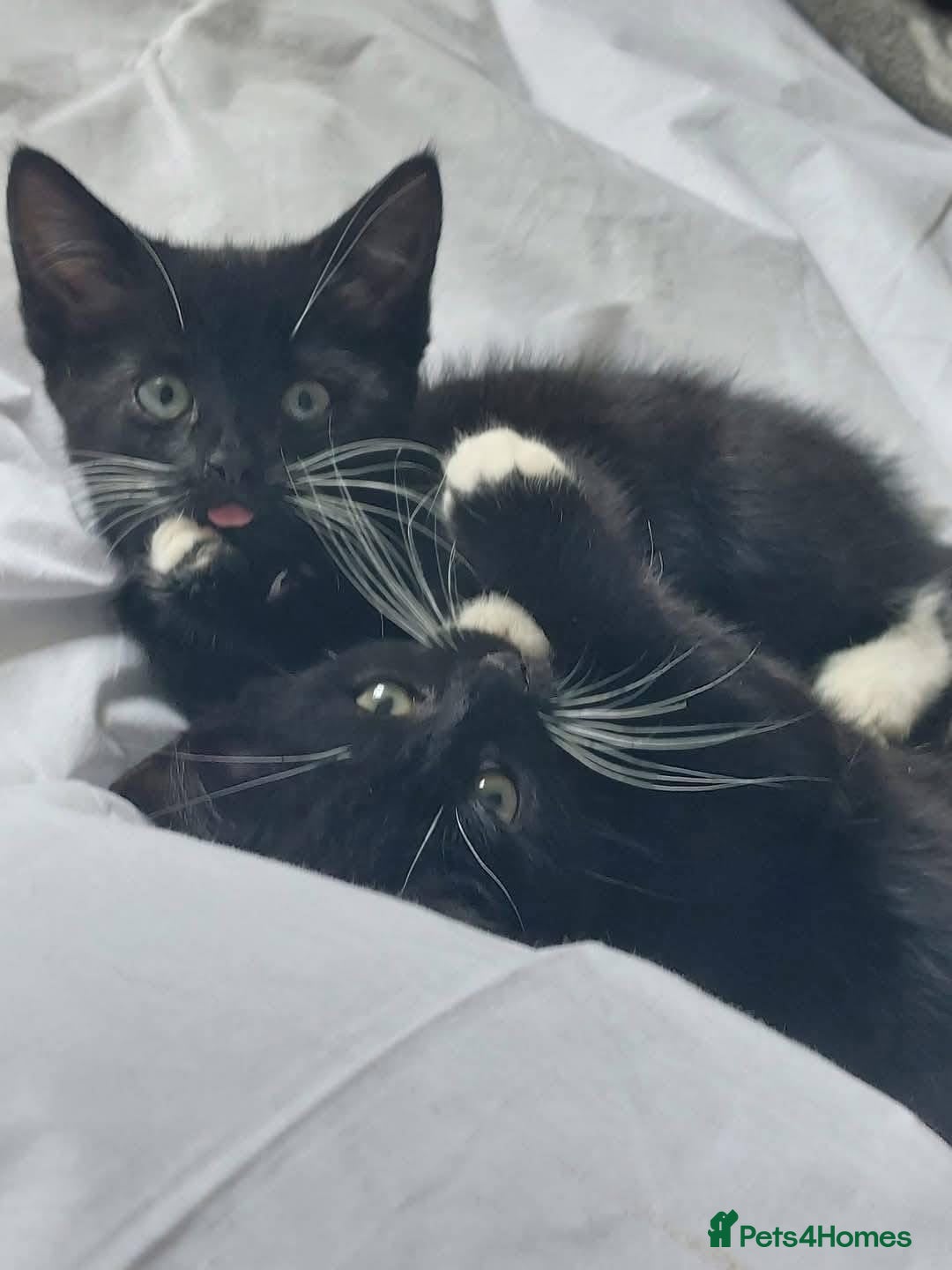 Domestic Shorthair cats for sale: Black and white cat  - Image 6