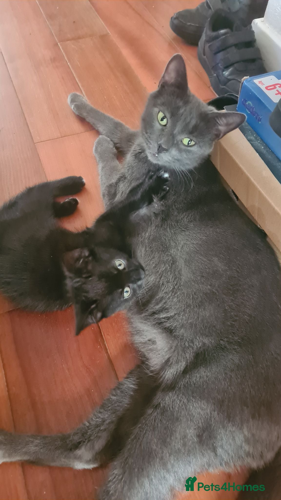 Mixed Breed cats Bengal x Maine coon  - Advert 13