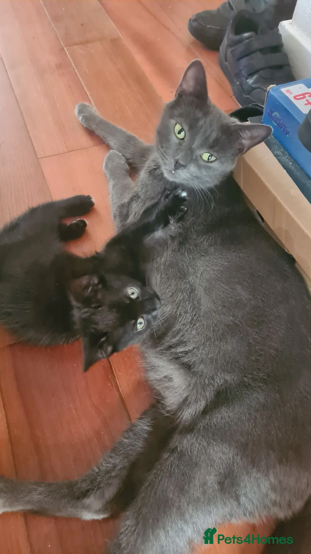 Mixed Breed cats for sale: Bengal x Maine coon  - Advert 1