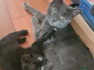 Mixed Breed cats Bengal x Maine coon - Advert 1