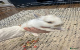 English Lop rabbits for sale: english lop beautiful  baby rabbit  - Image 4