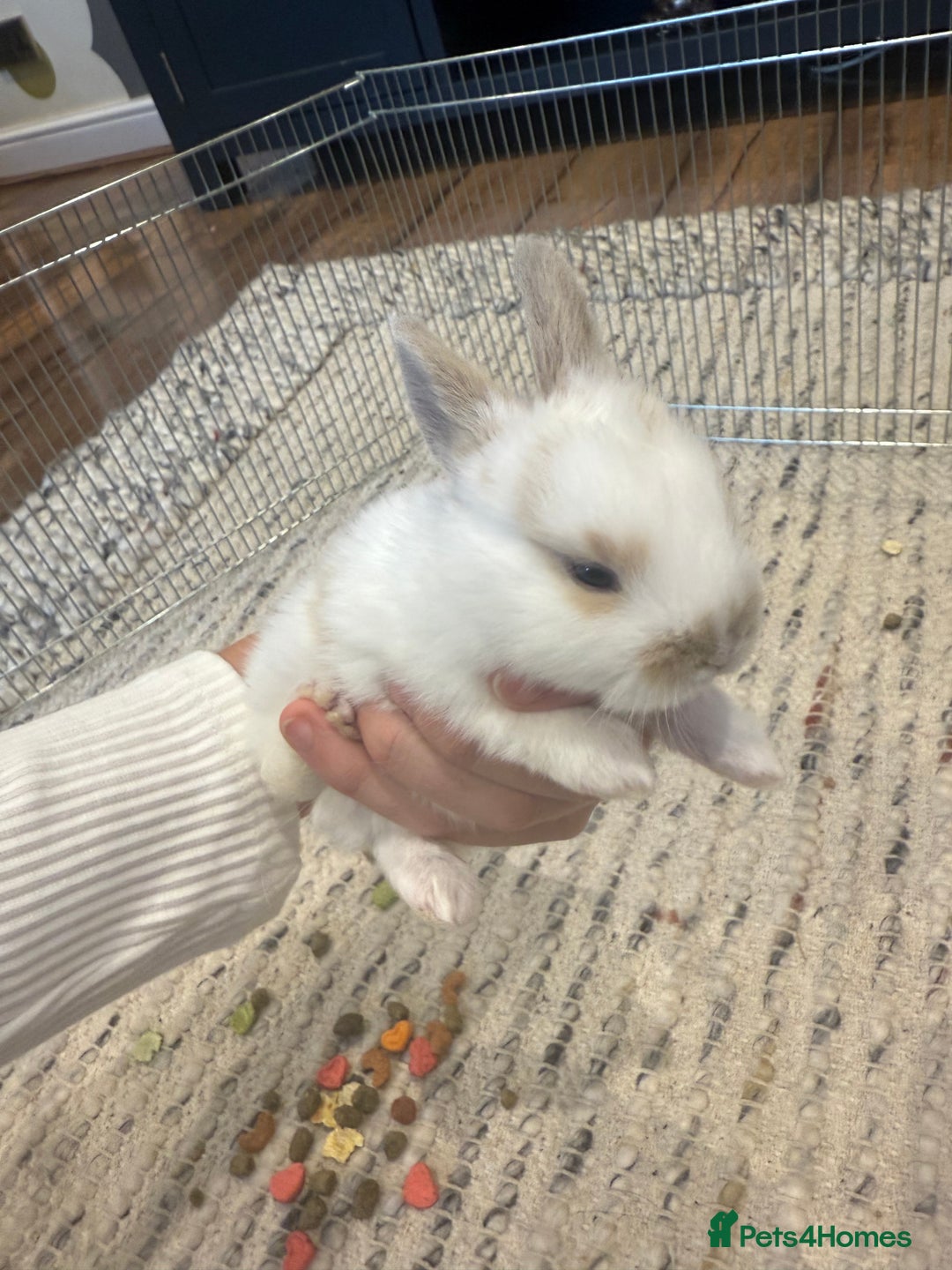 English Lop rabbits for sale: english lop beautiful  baby rabbit  - Image 4