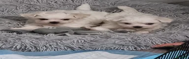 Maltese Luna 